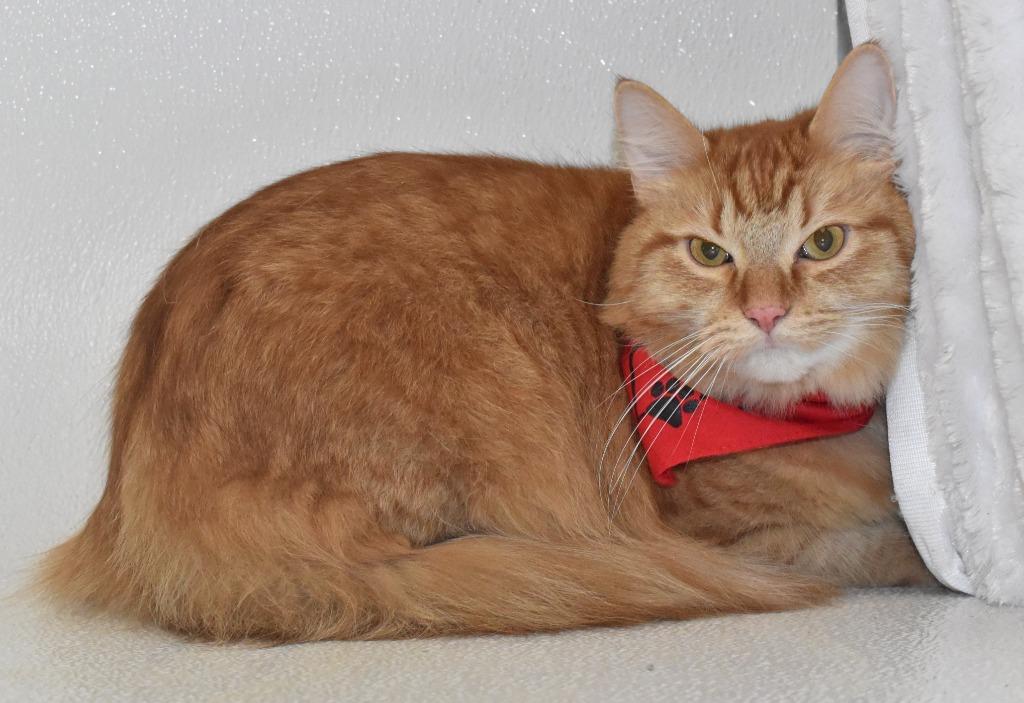 Enlarge Tao, a Adoptable mixed breed in Springfield, OH image 3/3