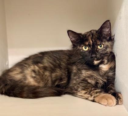 Savannah, Adoptable, Kitten Female Domestic Short Hair & Domestic Short Hair.