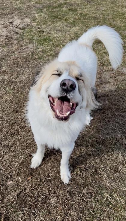 Enlarge Scarlett, a ADOPTABLE mixed breed in Belleville, MI image 2/3
