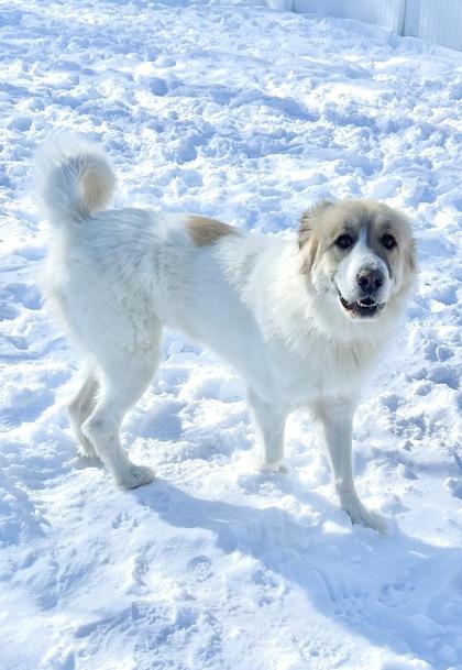 Enlarge Scarlett, a ADOPTABLE mixed breed in Belleville, MI image 3/3