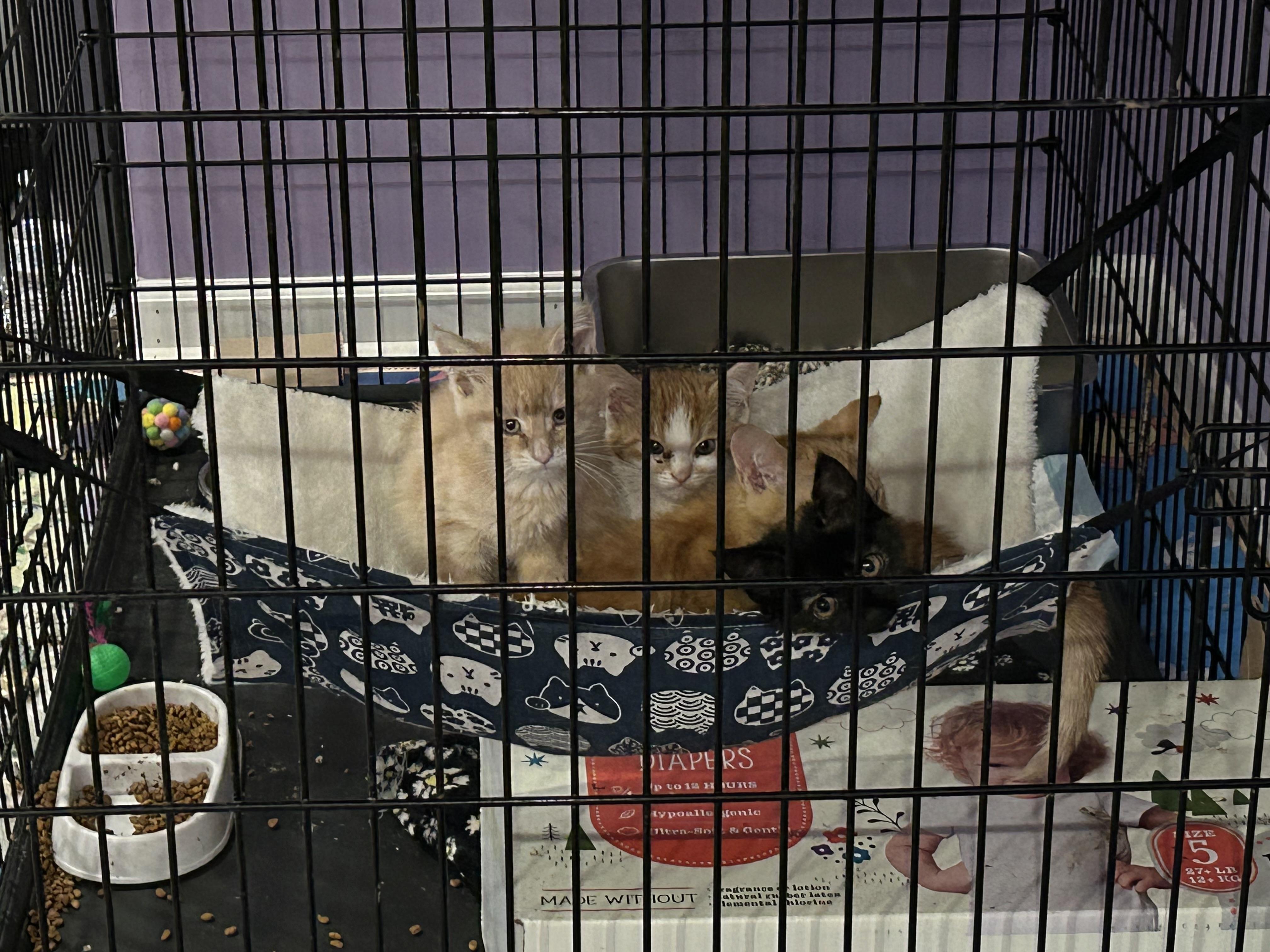 Hamm, a Adoptable Domestic Short Hair in Ontario, NY image 2/5