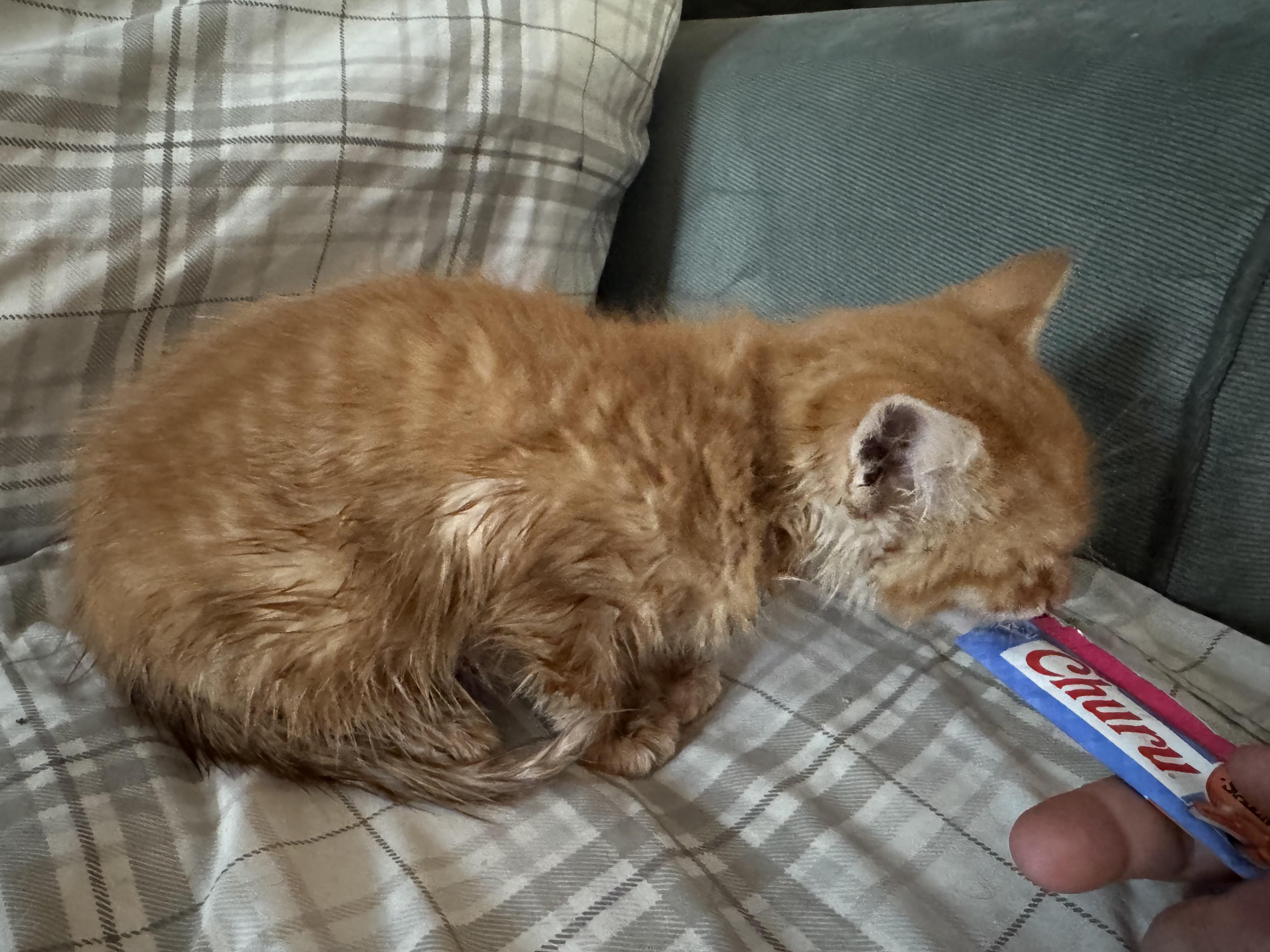 Hamm, a Adoptable Domestic Short Hair in Ontario, NY image 3/5