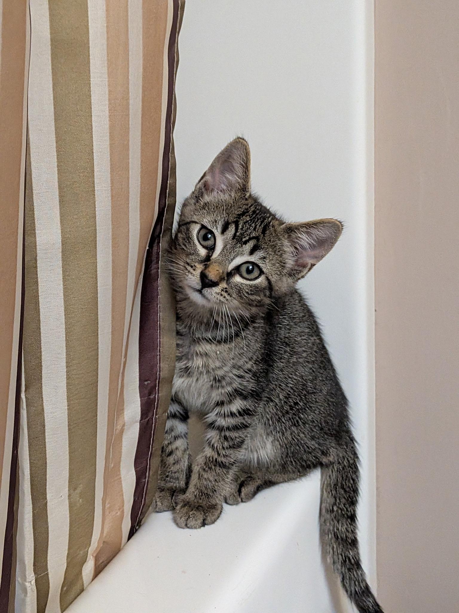 Hamm, Adoptable, Kitten Male Domestic Short Hair.