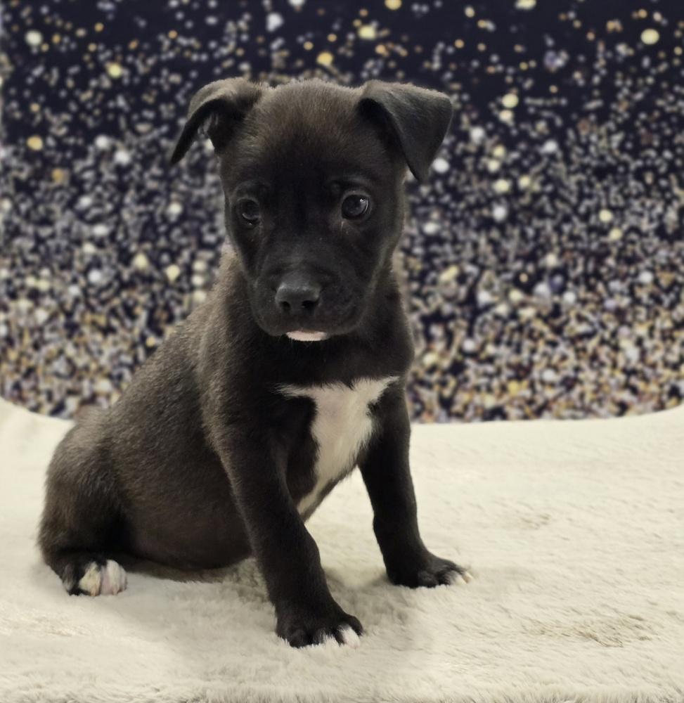 Teddy, Adoptable, Puppy Male Cattle Dog.