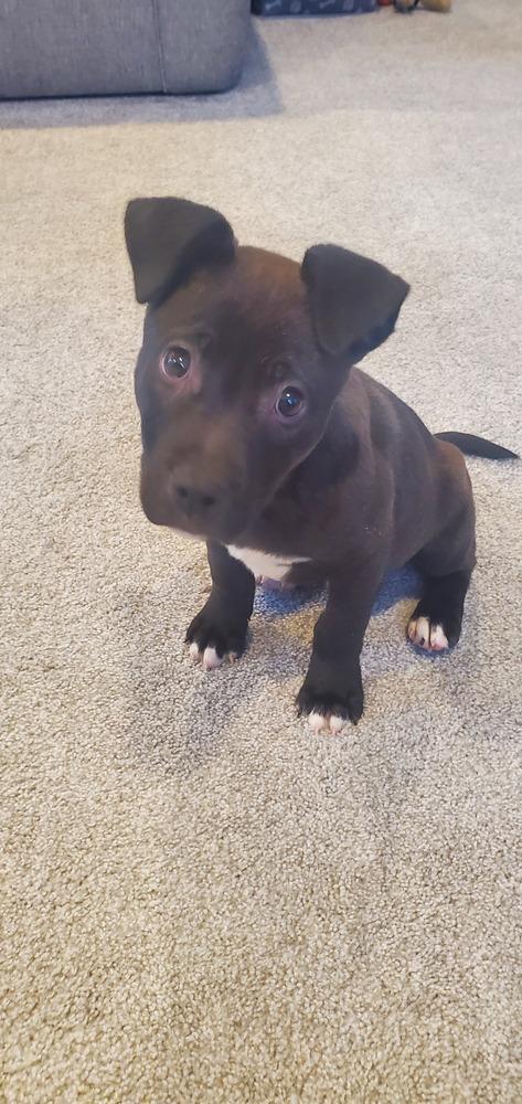 Teddy, Adoptable, Puppy Male Cattle Dog.