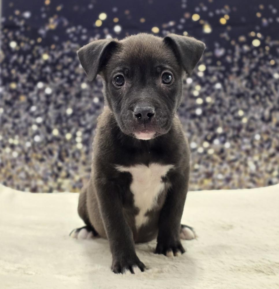 Enlarge Teddy, a Adoptable mixed breed in Sedalia, CO image 2/6