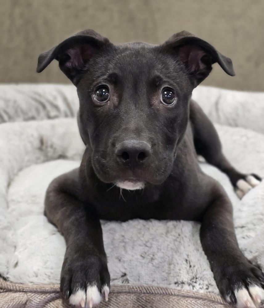 Enlarge Teddy, a Adoptable mixed breed in Sedalia, CO image 3/6