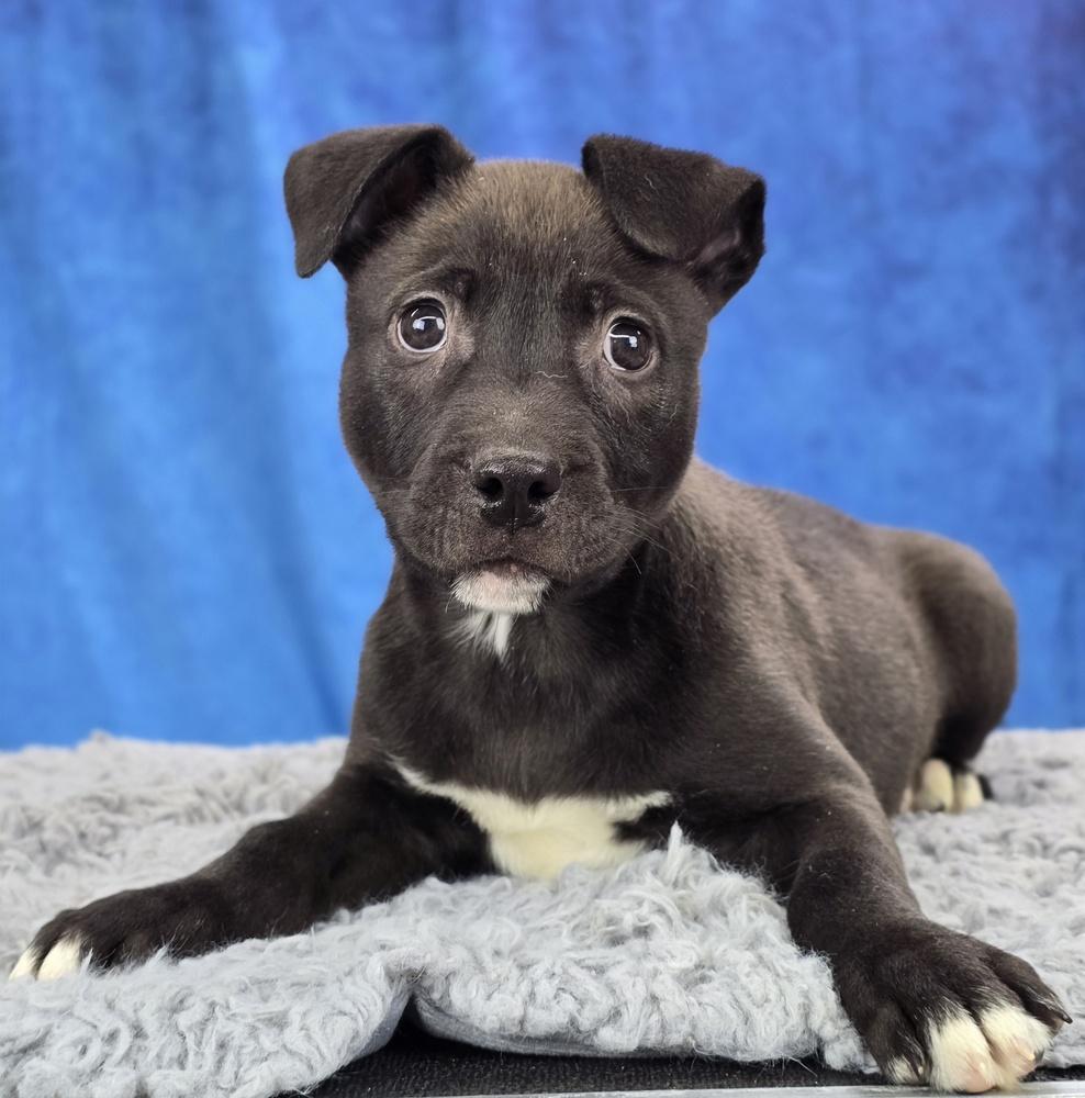 Enlarge Teddy, a Adoptable mixed breed in Sedalia, CO image 4/6