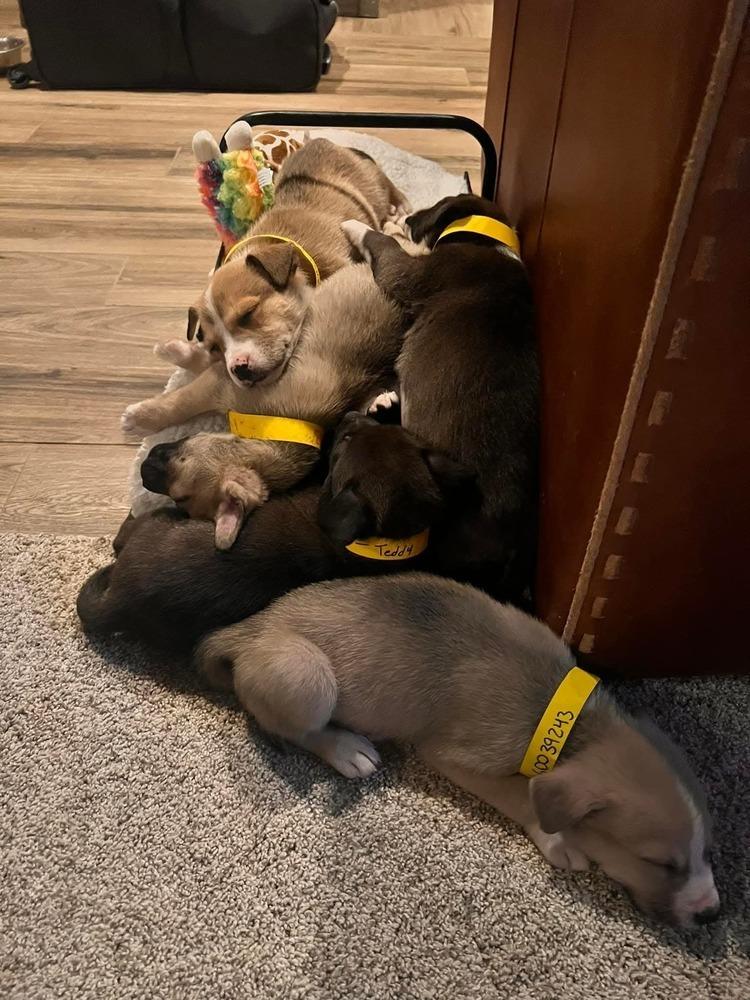 Enlarge Teddy, a Adoptable mixed breed in Sedalia, CO image 2/5