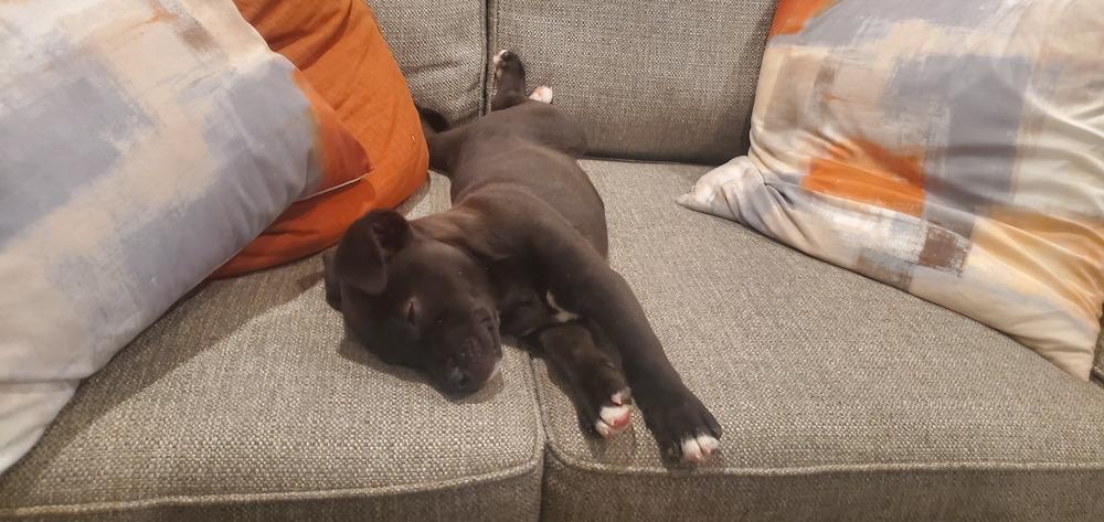 Enlarge Teddy, a Adoptable mixed breed in Sedalia, CO image 5/6