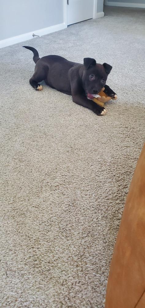 Enlarge Teddy, a Adoptable mixed breed in Sedalia, CO image 6/6