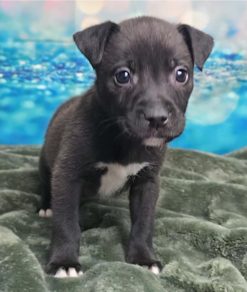 Enlarge Teddy, a Adoptable mixed breed in Sedalia, CO image 3/5