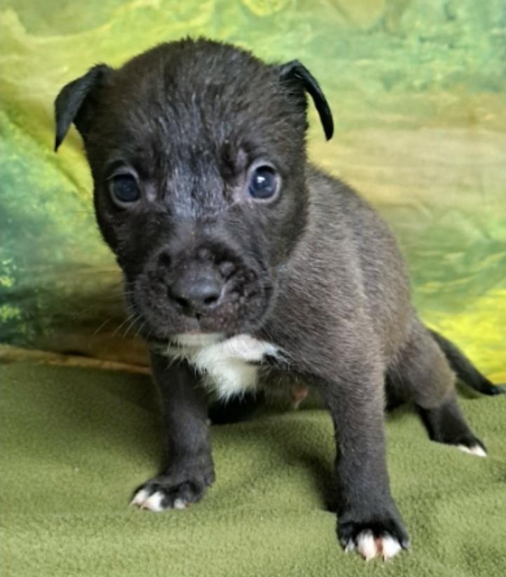 Enlarge Teddy, a Adoptable mixed breed in Sedalia, CO image 4/5