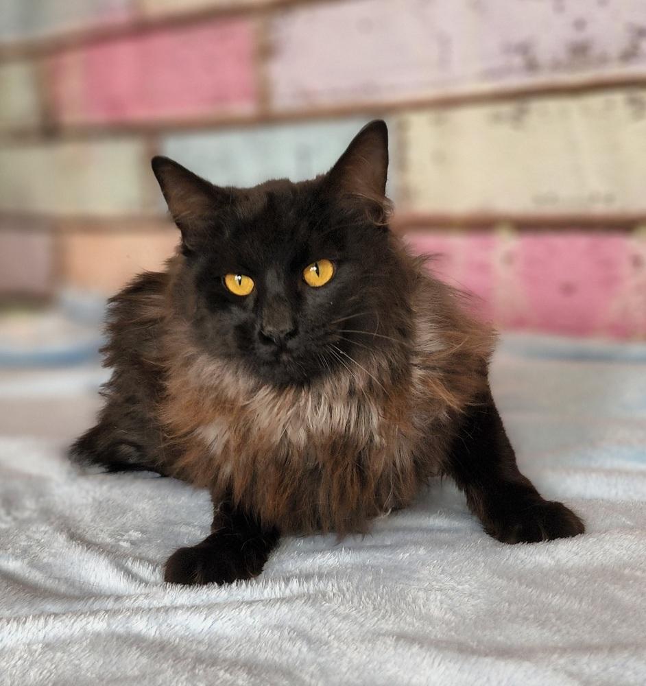 Ashy, Adoptable, Adult Male Domestic Long Hair.
