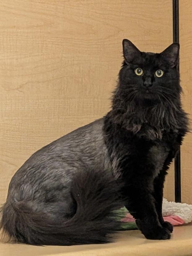 Enlarge Ashy, a Adoptable Domestic Long Hair in Anoka, MN image 2/2