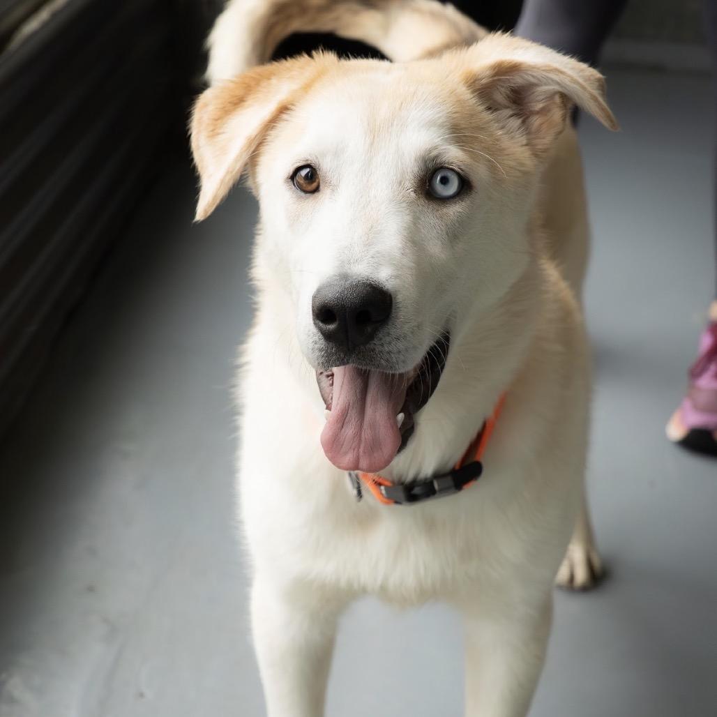 Enlarge Tree, a Adoptable mixed breed in Tacoma, WA image 1/5