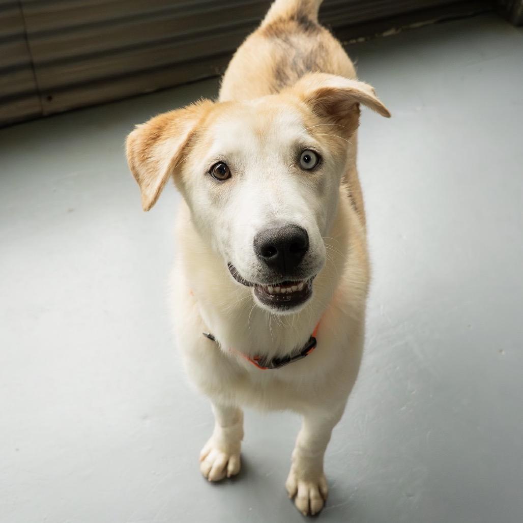 Enlarge Tree, a Adoptable mixed breed in Tacoma, WA image 2/5