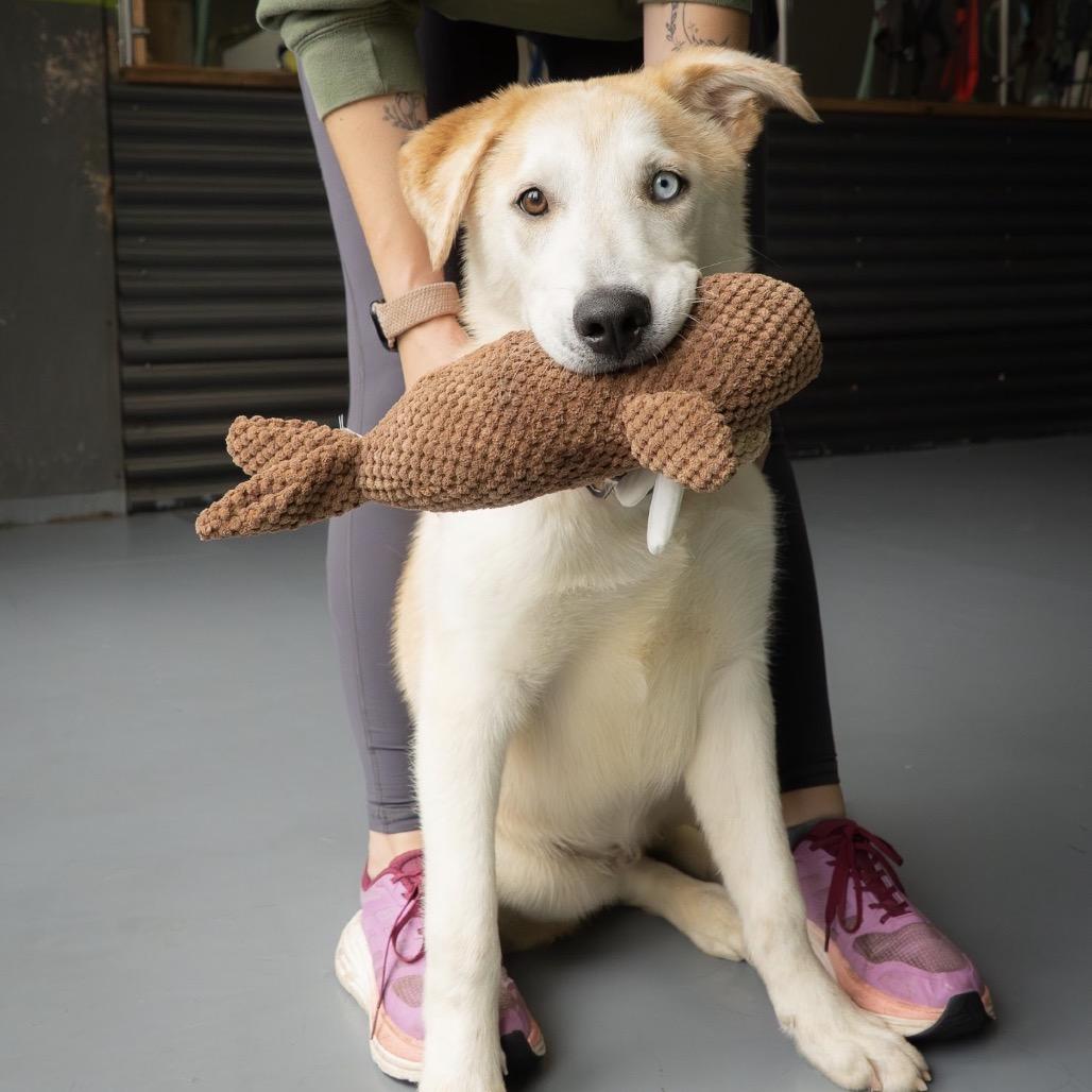 Enlarge Tree, a Adoptable mixed breed in Tacoma, WA image 3/5