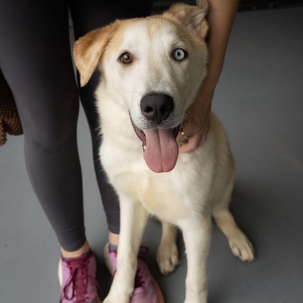 Enlarge Tree, a Adoptable mixed breed in Tacoma, WA image 4/5