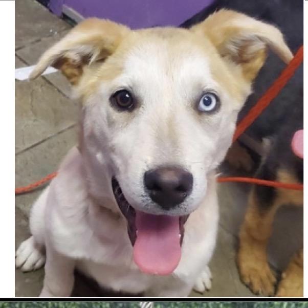Enlarge Tree, a Adoptable mixed breed in Tacoma, WA image 5/5