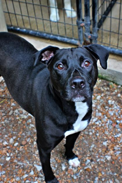 Enlarge Ralph, a Adoptable mixed breed in Morton Grove, IL image 1/1