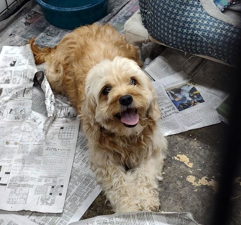 Mikana, Adoptable, Adult Female Cavalier King Charles Spaniel & Poodle.
