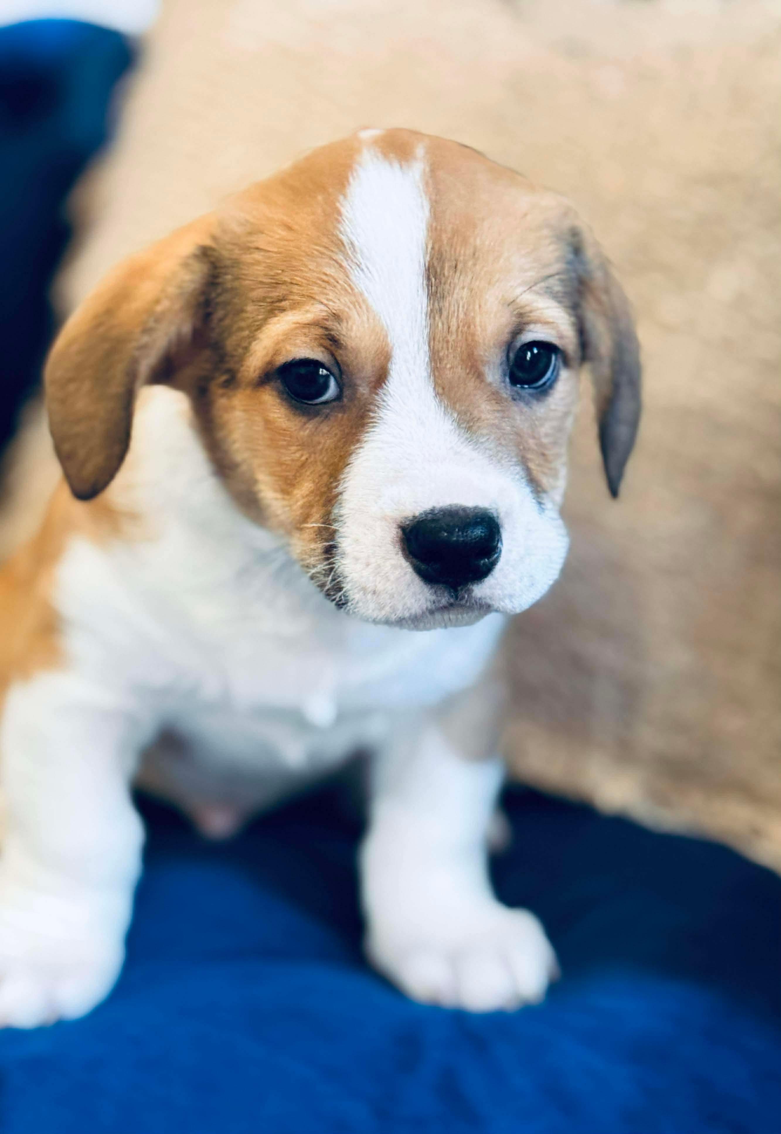 Enlarge Chili Dog , a Adoptable mixed breed in SYLVANIA, GA image 4/5