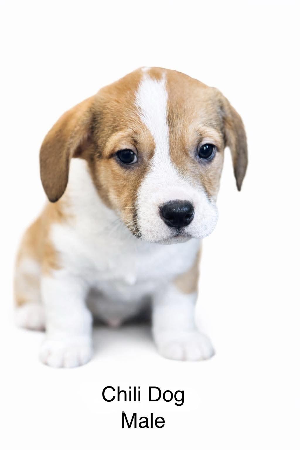 Chili Dog , Adoptable, Puppy Male Corgi.