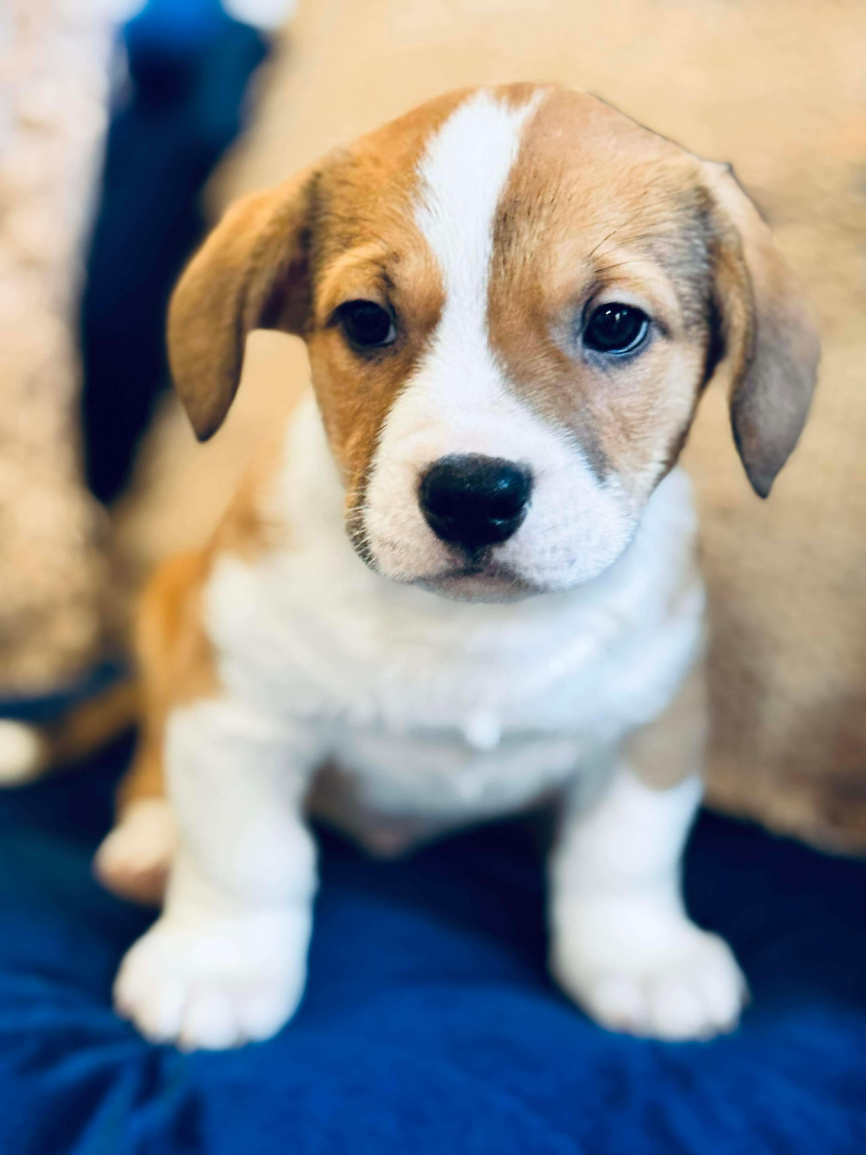 Enlarge Chili Dog , a Adoptable mixed breed in SYLVANIA, GA image 5/5