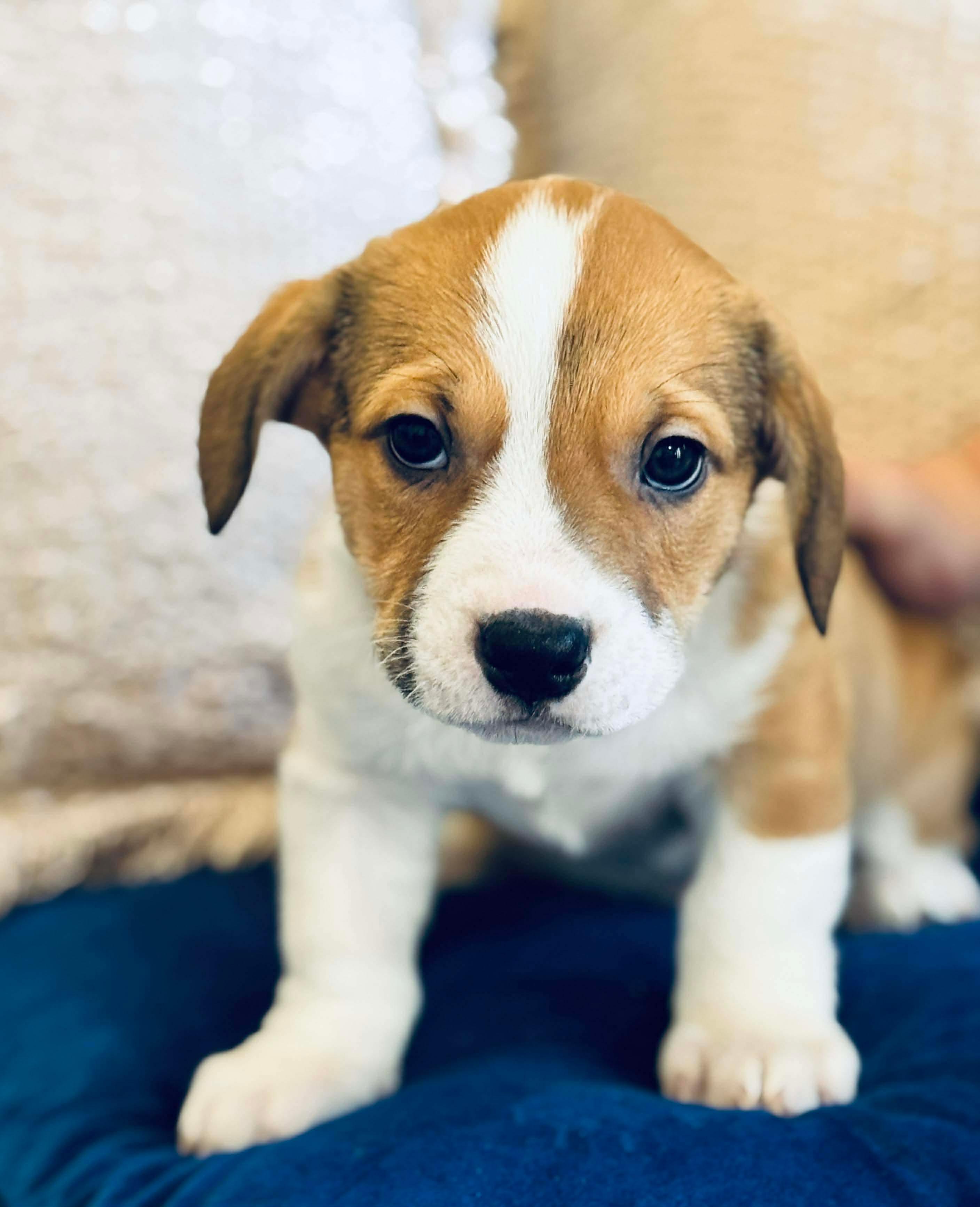 Enlarge Chili Dog , a Adoptable mixed breed in SYLVANIA, GA image 3/5