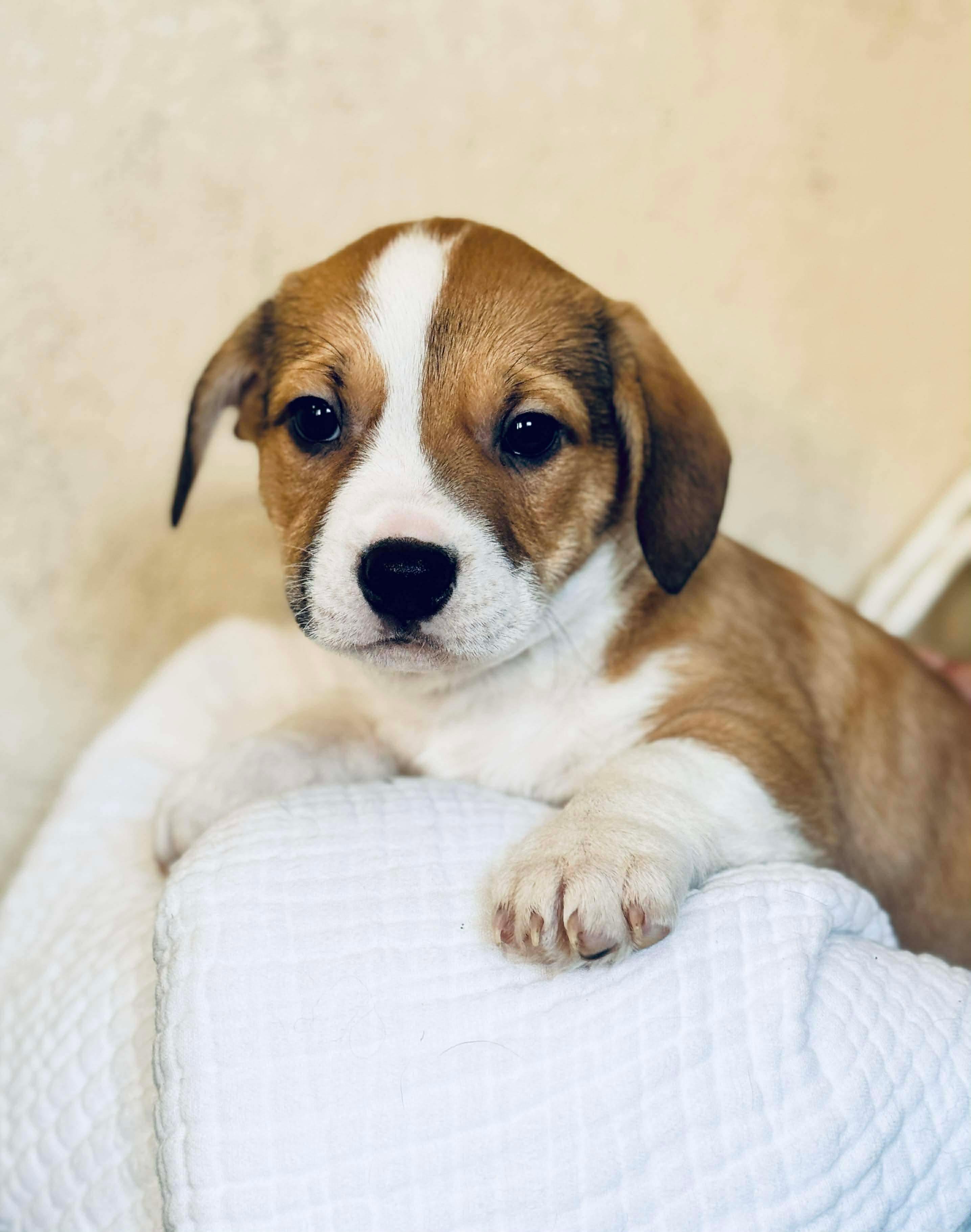 Enlarge Chili Dog , a Adoptable mixed breed in SYLVANIA, GA image 2/5