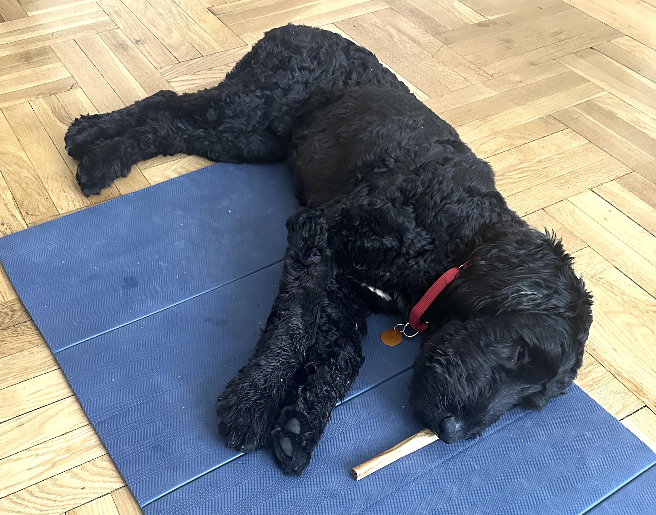 Enlarge Cruz, a ADOPTABLE mixed breed in Brooklyn, NY image 3/4