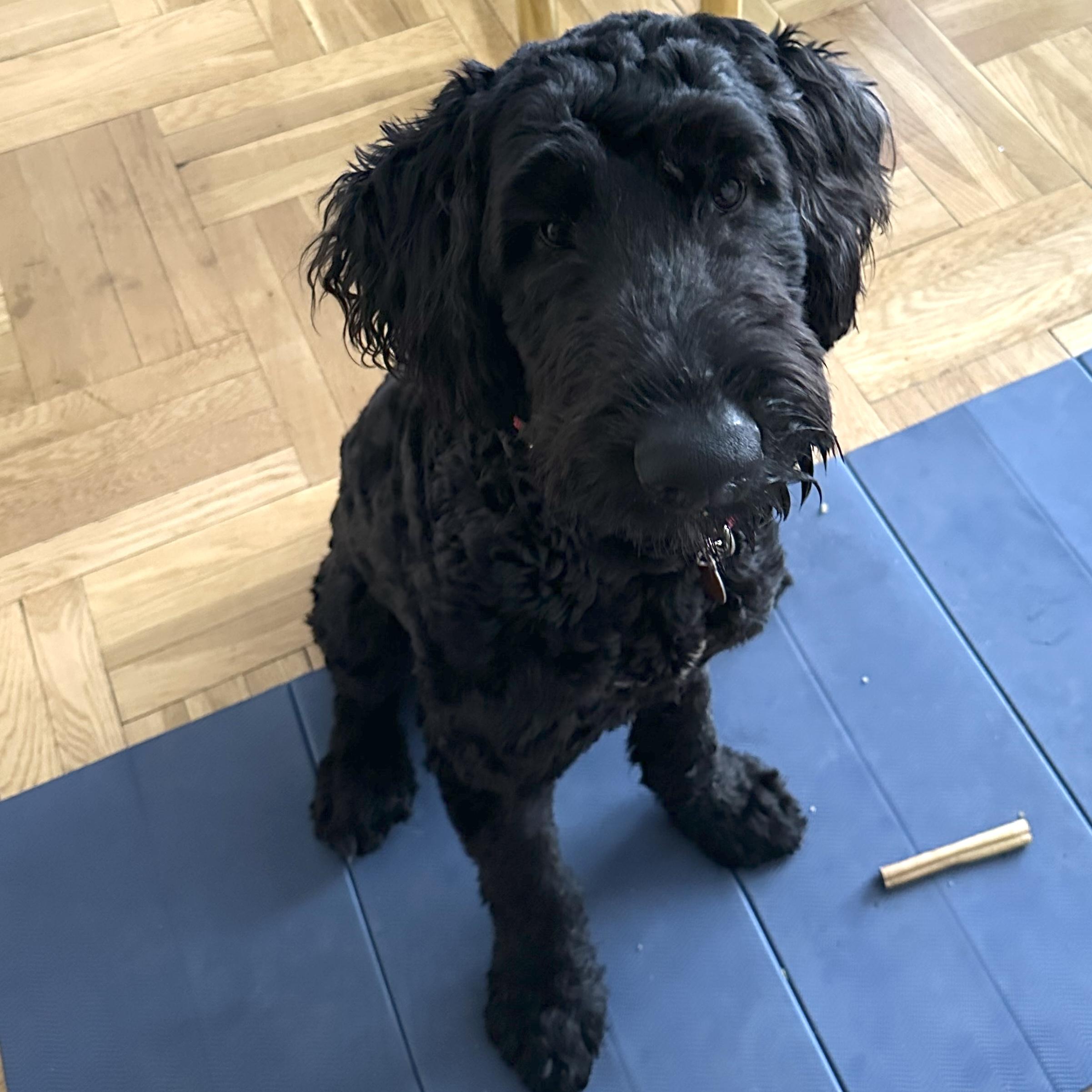 Enlarge Cruz, a ADOPTABLE mixed breed in Brooklyn, NY image 4/4