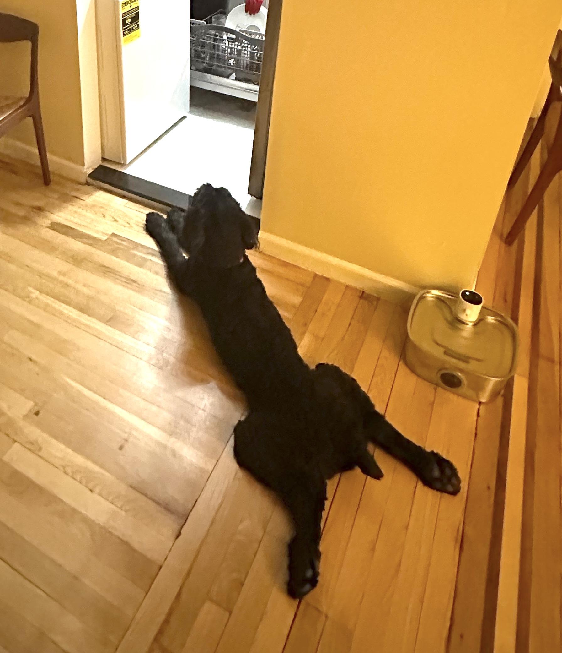 Enlarge Cruz, a ADOPTABLE mixed breed in Brooklyn, NY image 2/4