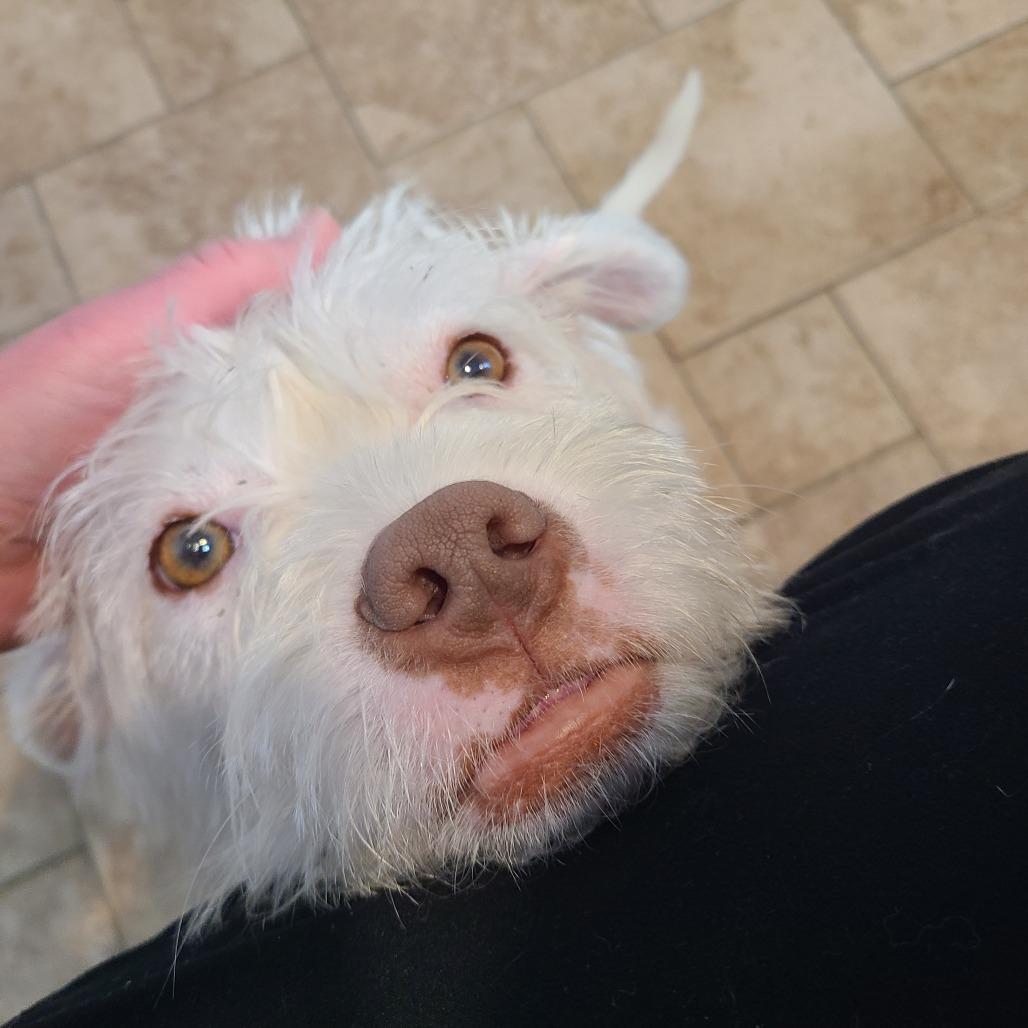Carl (Vecna), Adoptable, Young Male Wheaten Terrier & Mixed Breed.
