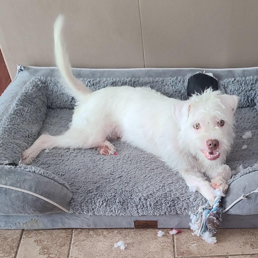 Enlarge Carl (Vecna), a Adoptable mixed breed in Sinking Spring, PA image 2/6