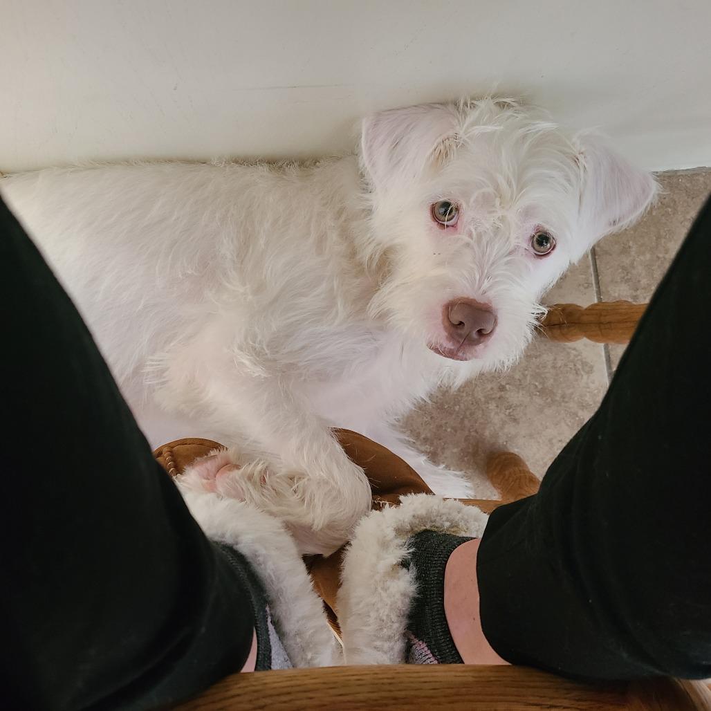 Enlarge Carl (Vecna), a Adoptable mixed breed in Sinking Spring, PA image 3/6