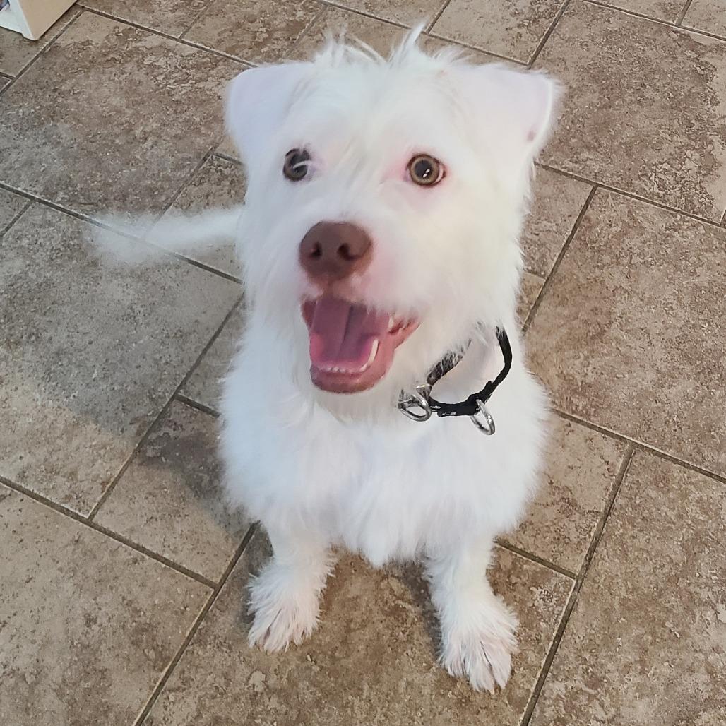 Enlarge Carl (Vecna), a Adoptable mixed breed in Sinking Spring, PA image 4/6