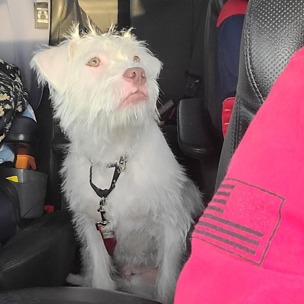 Enlarge Carl (Vecna), a Adoptable mixed breed in Sinking Spring, PA image 5/6