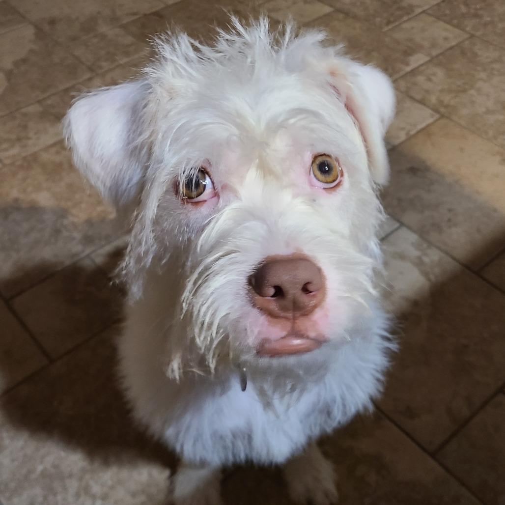 Enlarge Carl (Vecna), a Adoptable mixed breed in Sinking Spring, PA image 6/6