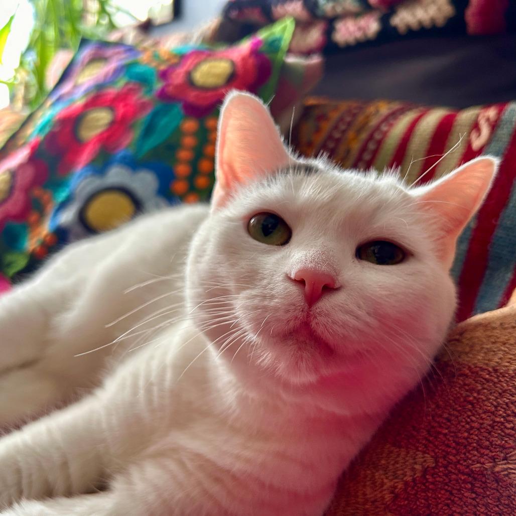 Kitty, a Adoptable mixed breed in Chicago, IL image 1/6