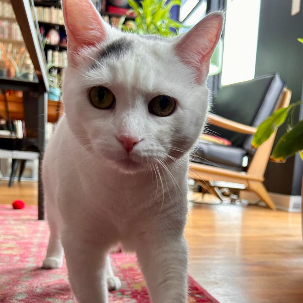Kitty, a Adoptable mixed breed in Chicago, IL image 2/6