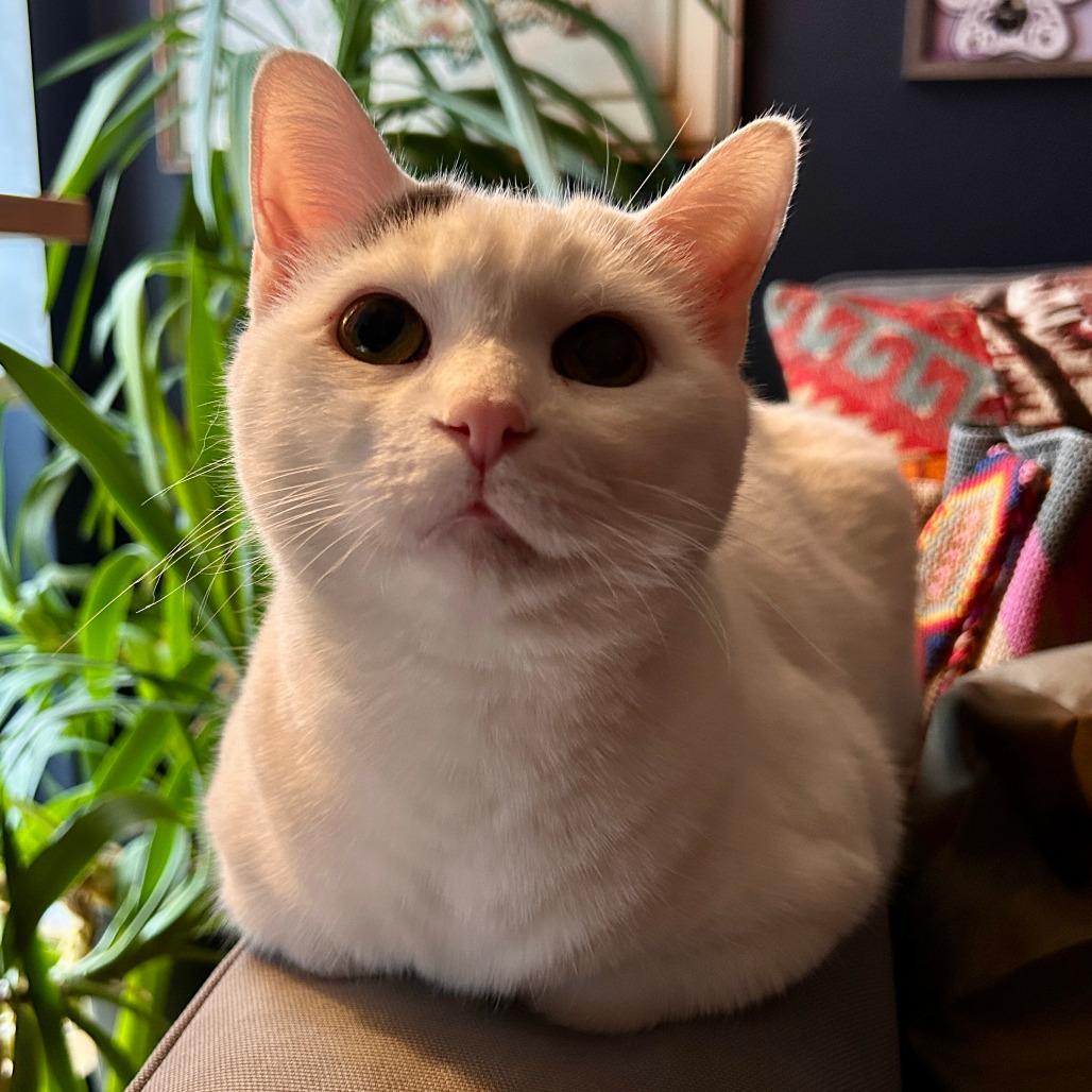 Kitty, a Adoptable mixed breed in Chicago, IL image 3/6