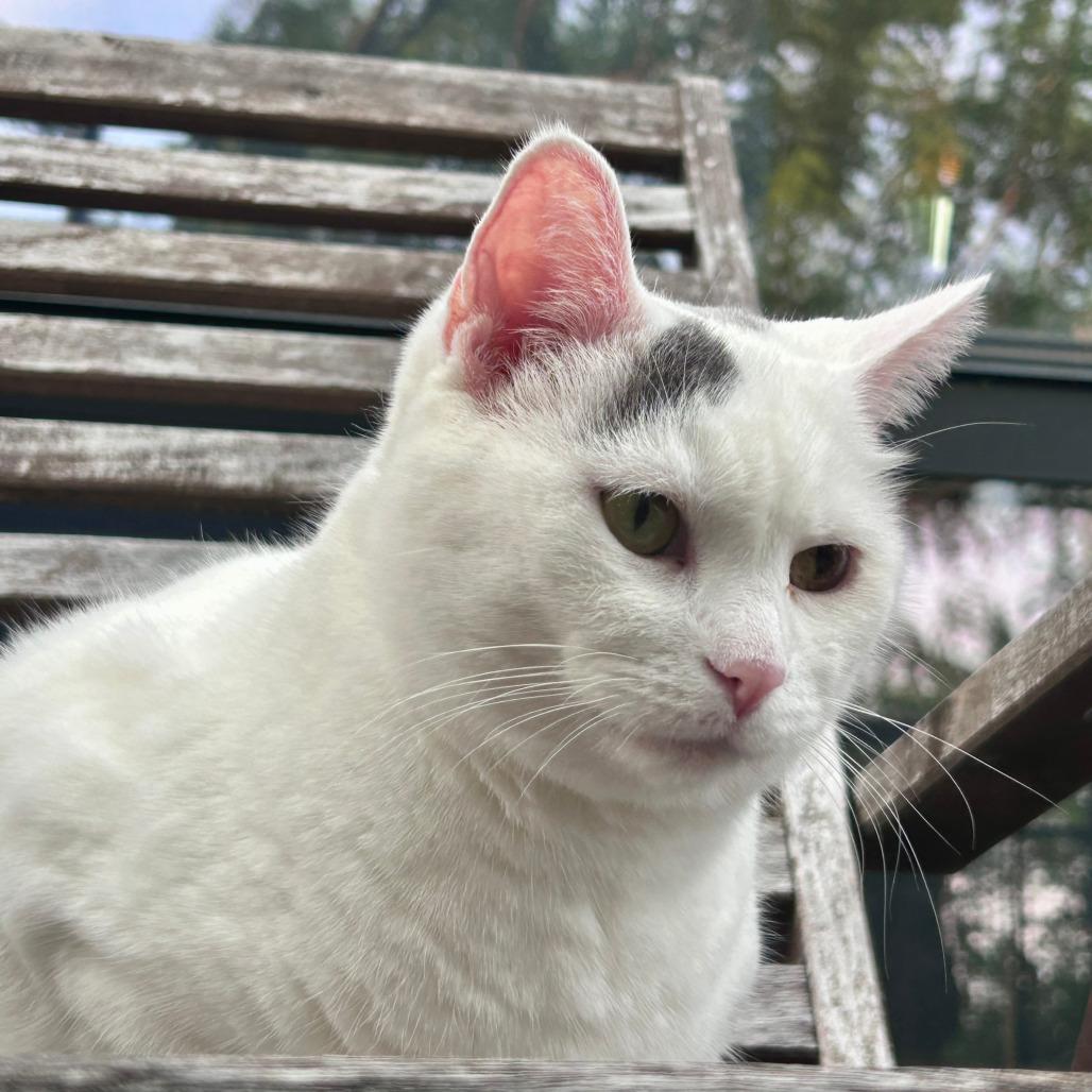 Enlarge Kitty, a Adoptable mixed breed in Chicago, IL image 4/6