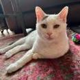Kitty, a Adoptable mixed breed in Chicago, IL image 5/6