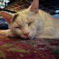Kitty, a Adoptable mixed breed in Chicago, IL image 6/6