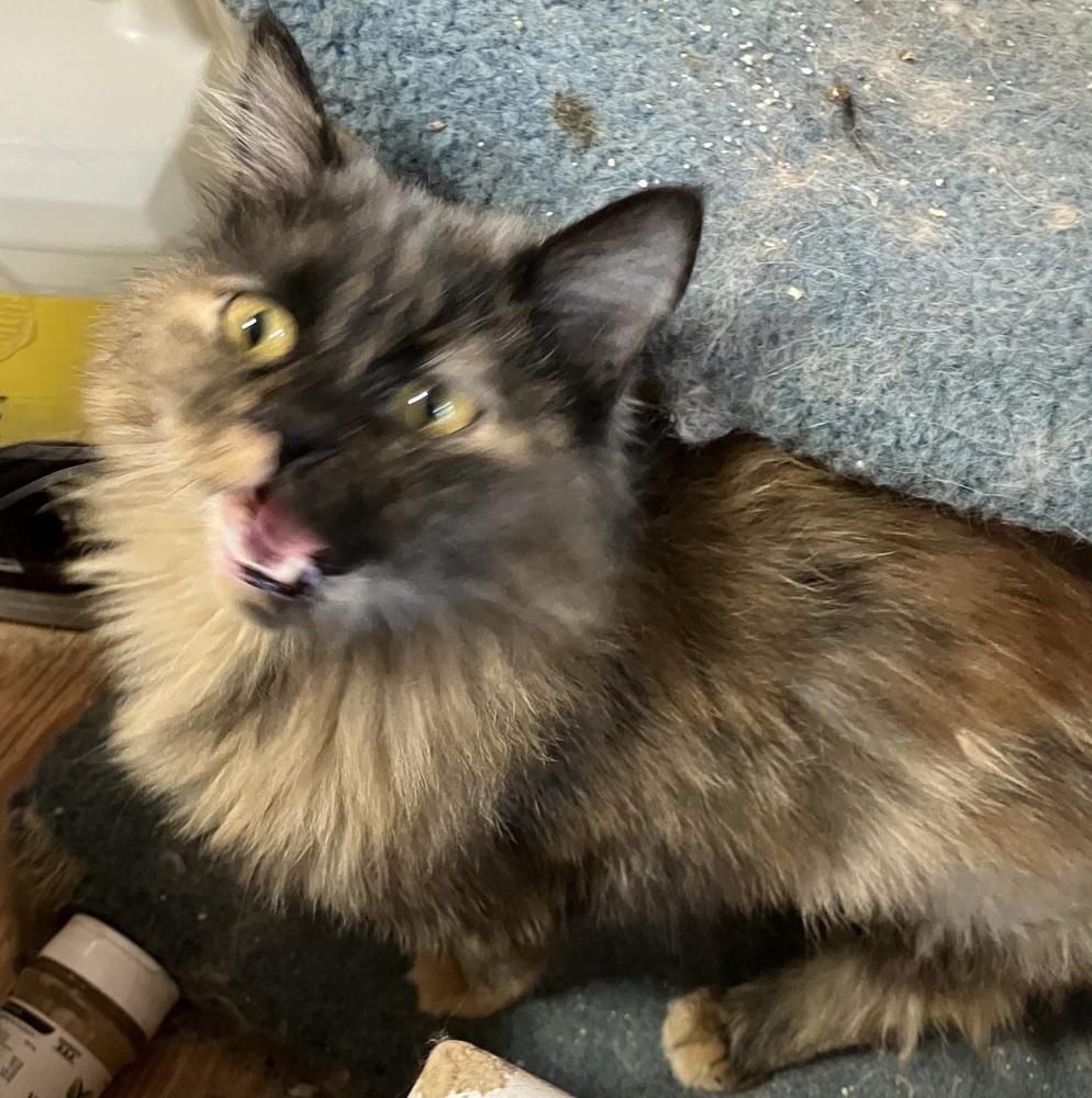 Amar, Adoptable, Young Female Persian & Egyptian Mau.