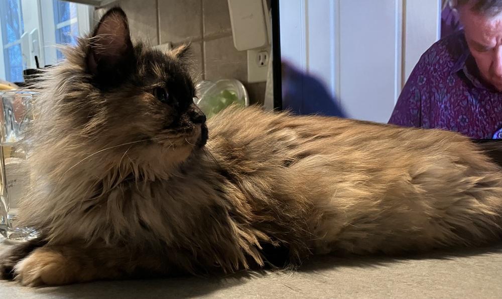 Amar, Adoptable, Young Female Persian & Egyptian Mau.