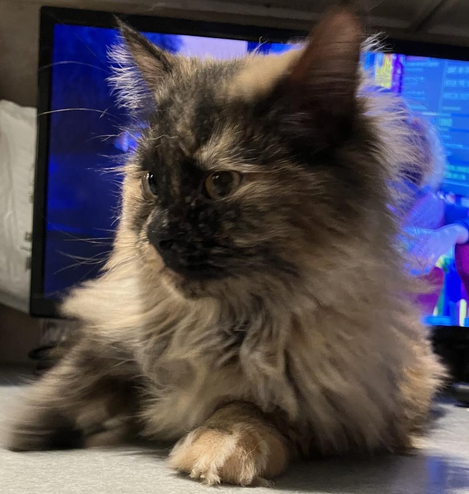 Enlarge Amar, a Adoptable mixed breed in WOLCOTT, CT image 3/6