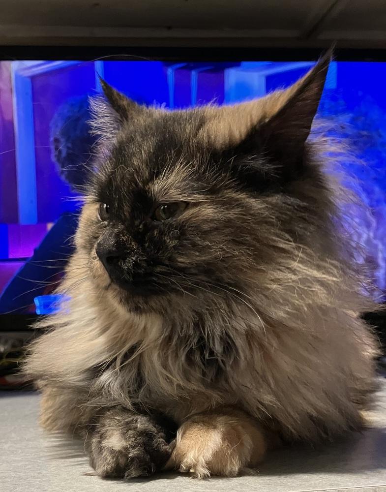 Enlarge Amar, a Adoptable mixed breed in WOLCOTT, CT image 6/6